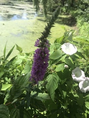 Lythrum salicaria