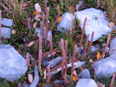 Villadia aristata
