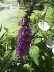 Lythrum salicaria