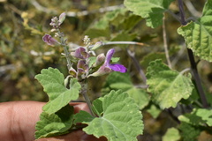 Salvia pinguifolia