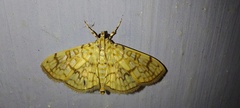 Haritalodes