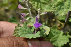 Salvia pinguifolia