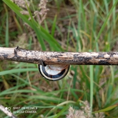 Caucasotachea vindobonensis