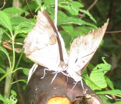 Archaeoprepona amphimachus