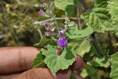 Salvia pinguifolia