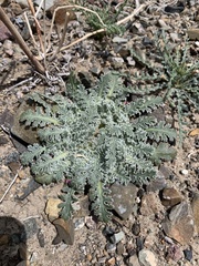 Glyptopleura marginata