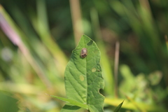 Hypocassida subferruginea