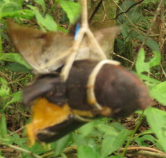 Archaeoprepona amphimachus