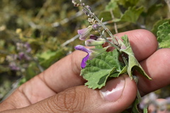 Salvia pinguifolia