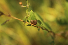 Hypocassida subferruginea