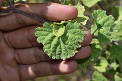 Salvia pinguifolia
