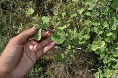 Salvia pinguifolia