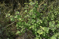 Salvia pinguifolia