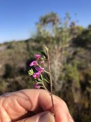 Indigofera sp11