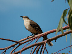 Mimus saturninus