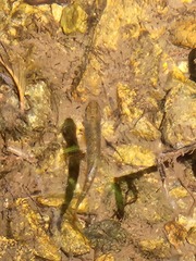Oncorhynchus kisutch