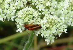 Rhagonycha fulva