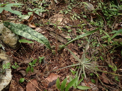 Eulophia maculata image