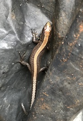 Pholidobolus vertebralis