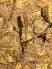 Oncorhynchus kisutch