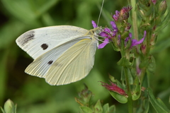 Pieris rapae