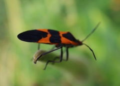 Oncopeltus fasciatus