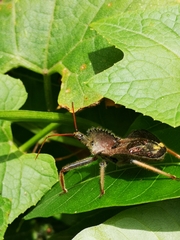 Arilus carinatus