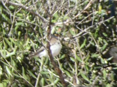 Phylloscopus bonelli