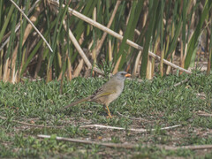 Embernagra platensis