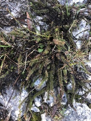 Senecio lycopodioides