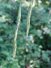Bromus ramosus
