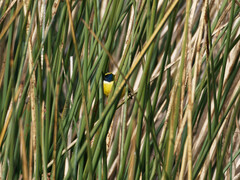 Tachuris rubrigastra
