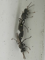 Mellinus bimaculatus