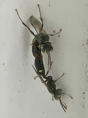 Mellinus bimaculatus