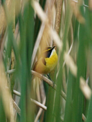 Tachuris rubrigastra