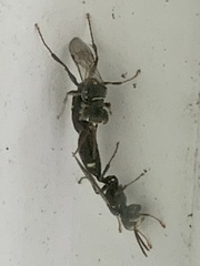 Mellinus bimaculatus