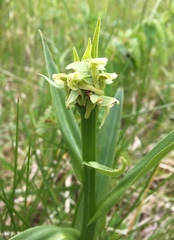Platanthera convallariifolia