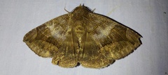 Buzara