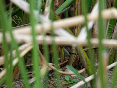 Phleocryptes melanops