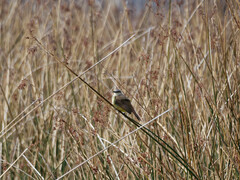 Machetornis rixosa