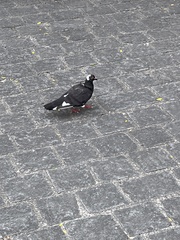 Columba livia domestica
