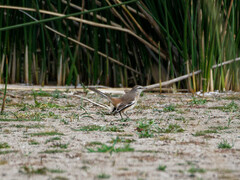 Mimus triurus
