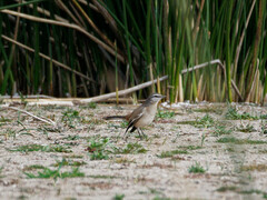Mimus triurus