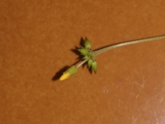 Biophytum sensitivum