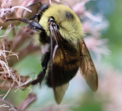 Bombus griseocollis