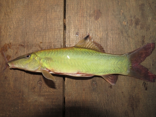 Banded loach (Syncrossus hymenophysa) — Cobitidae — 2