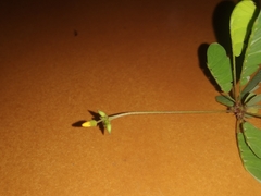 Biophytum sensitivum