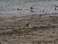 Machetornis rixosa