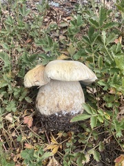 Boletus barrowsii