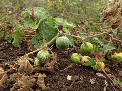 Solanum myriacanthum